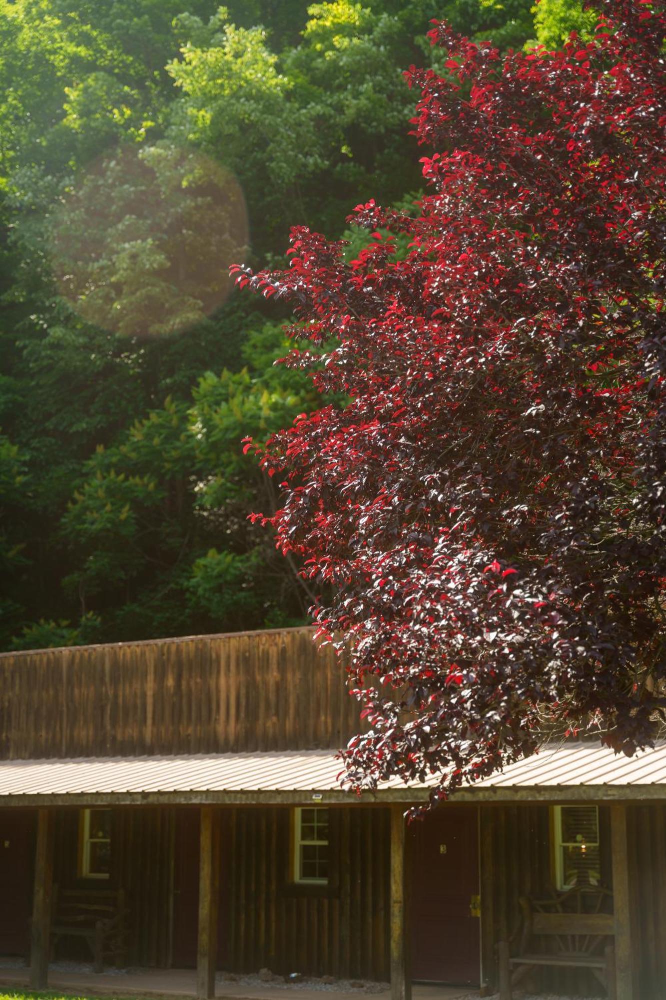 Seneca Pines Lodge Seneca Rocks 外观 照片